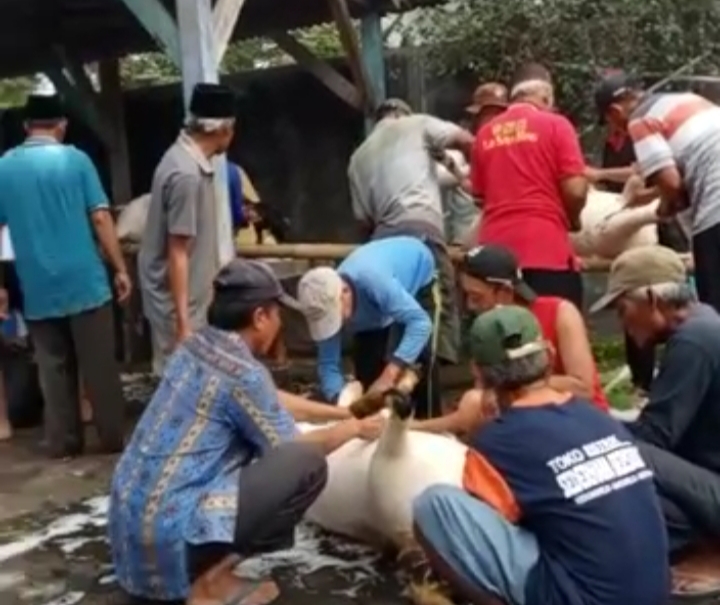 Ada Sekitar 16 Sapi Dan 157 Kambing Qurban Di Desa Sambimulyo
