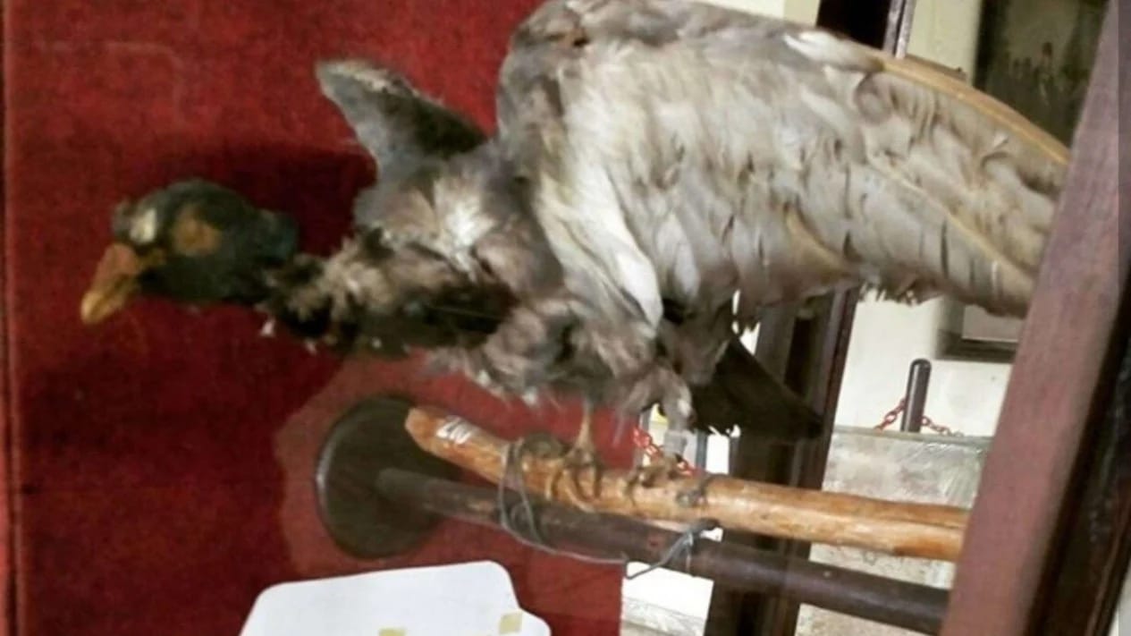 Mengenang-Perjuangan-Burung-Merpati-Pos-yang-Ikut-Mempertahankan-Kemerdekaan-Indonesia