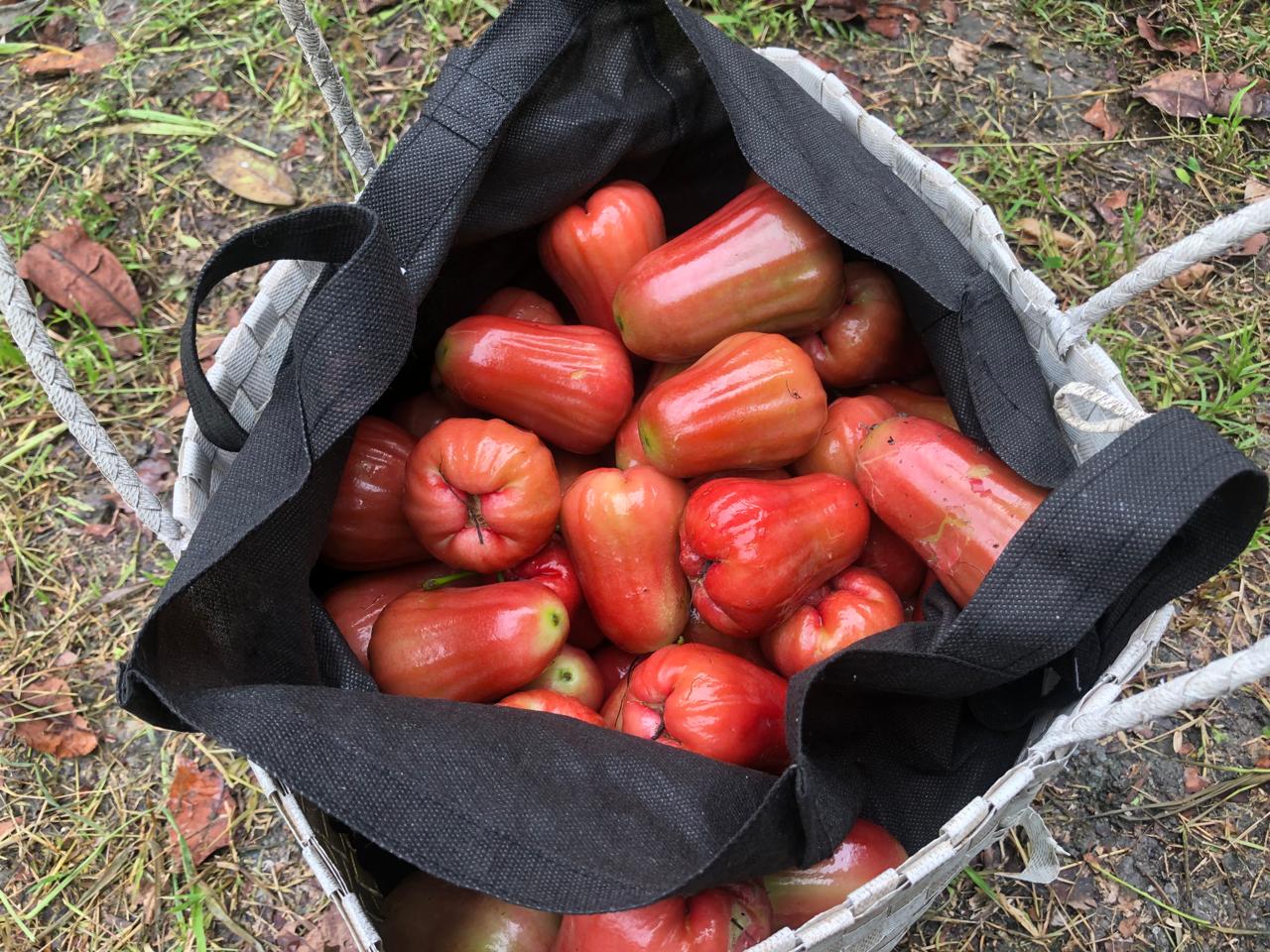 Ayo-Berwisata-Petik-Jambu-Citra-ke-Desa-Sambimulyo!