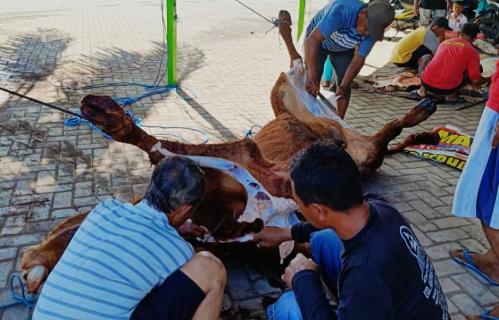 Idul-Adha-2025,-Desa-Sambimulyo-Sembelih-281-Hewan-Kurban