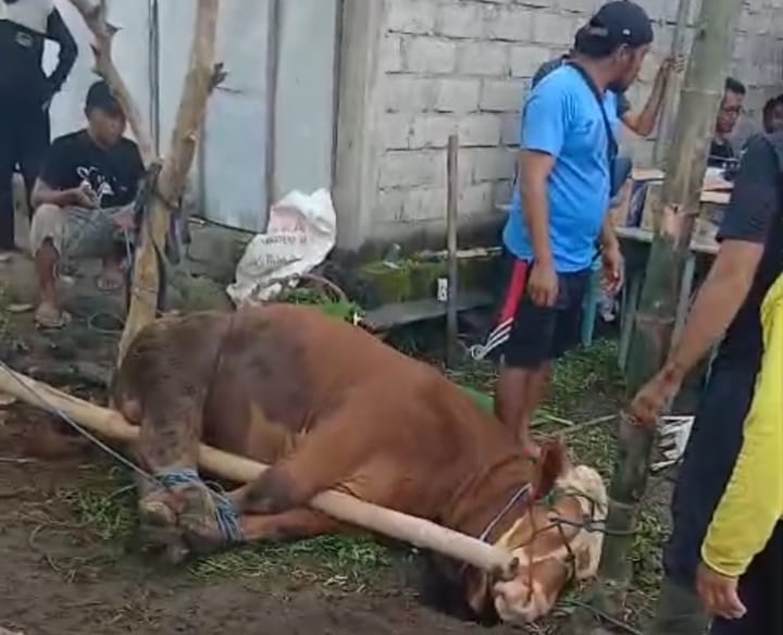 Ada 28 Sapi dan 307 Kambing, Hewan Qurban Di Desa Sambimulyo