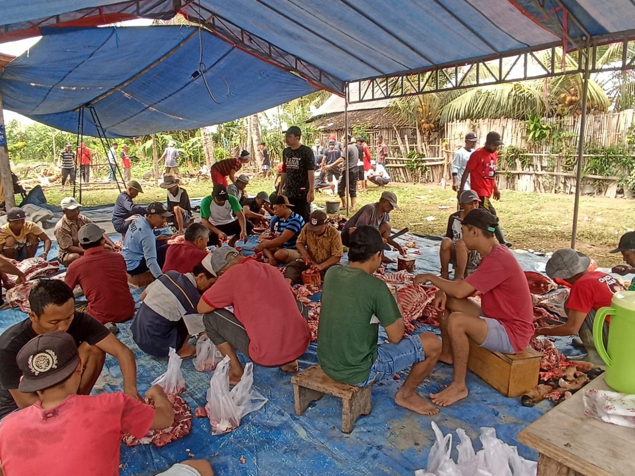 Ada-25-Sapi-Dan-230-Kambing-Hewan-Kurban-Di-Sambimulyo