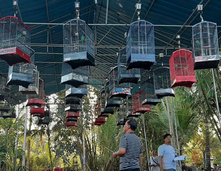 Tiap-Jumat-Sore,-Ada-Lomba-Burung-Berkicau-Di-Sambimulyo---Bangorejo